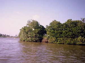 Mangroves In Pichavaram