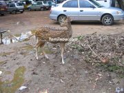 A deer at the park