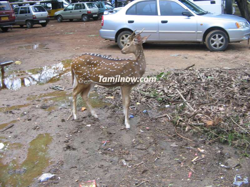 A deer at the park