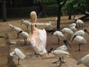 Beautiful birds in zoo at park