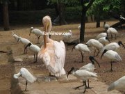 Guindy National Park