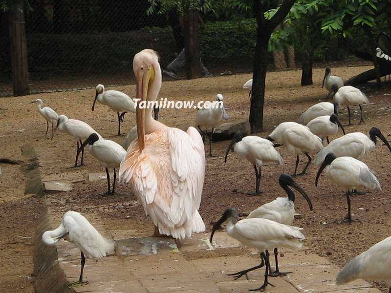 Beautiful birds in zoo at park