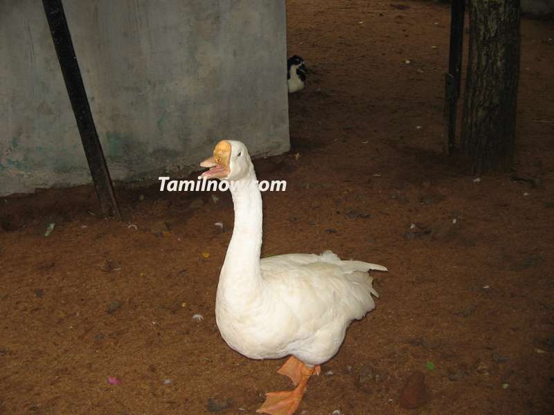 Bird at guindy national park