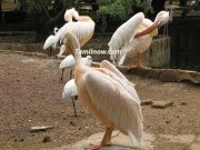 Birds at guindy national park chennai
