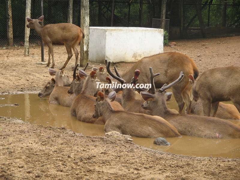 Deer at national park guindy