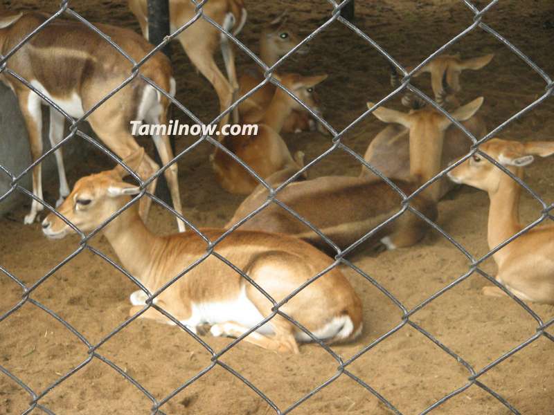 Deer at the park