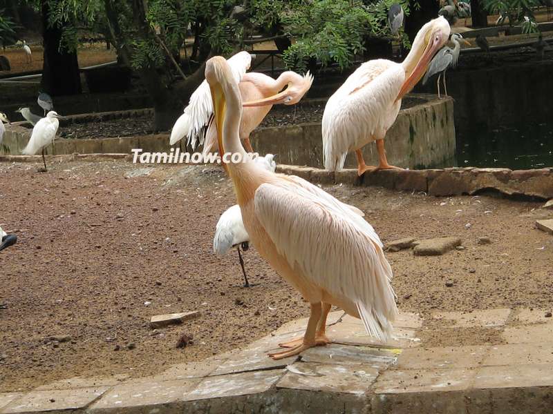 Guindy national park at chennai