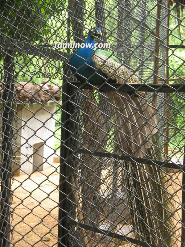 Pea cock at guindy park