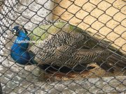 Peacock at guindy national park