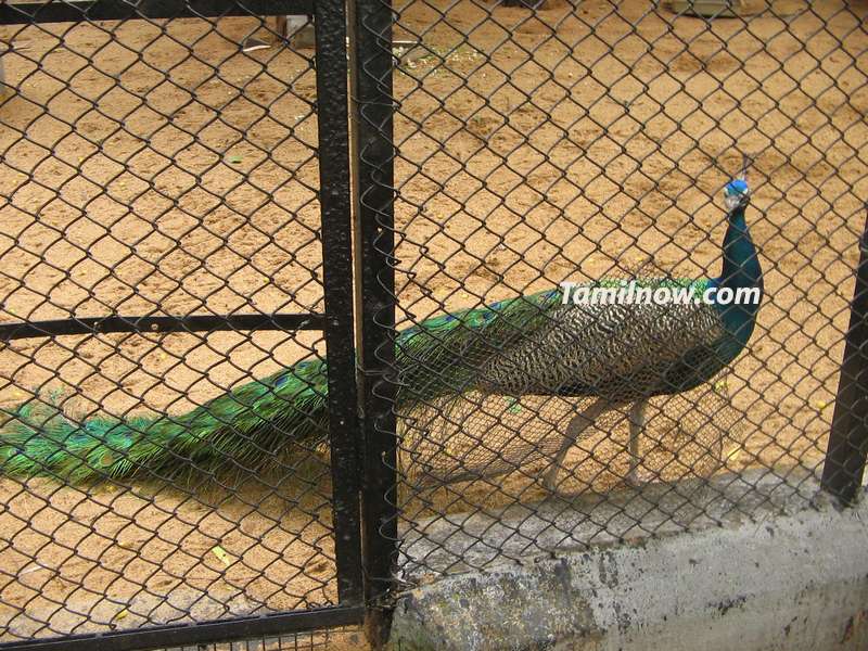 Peacock at guindy park