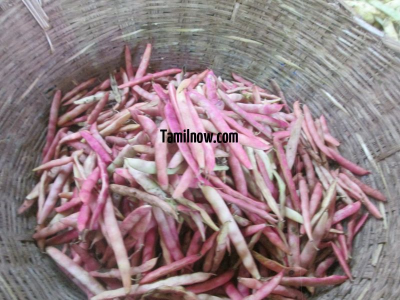 Beans for sale koyambedu vegetable market 239