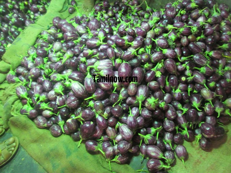 Brinjal for sale at koyambedu vegetable market 397