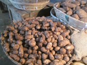 Colasia for sale at koyambedu vegetable market 37