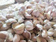 Garlic for sale at koyambedu vegetable market 360