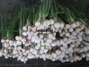 Spring onions for sale at koyambedu vegetable market 412