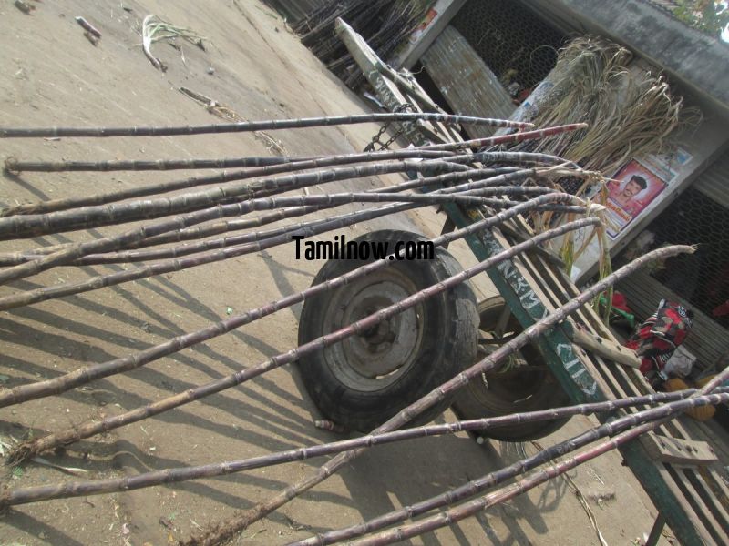 Sugarcane for sale at koyambedu market 649