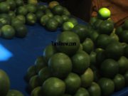 Sweet lemon for sale at koyambedu fruits market 826