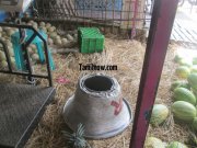 Watermelon for sale at koyambedu fruits market 203