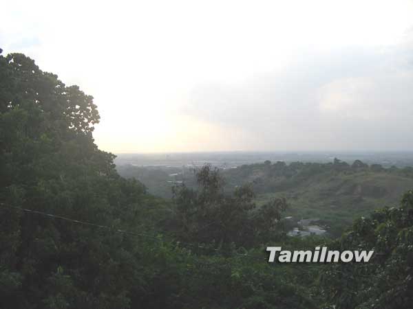 Chennai trees 4425