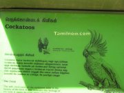 Cockatoos sign board