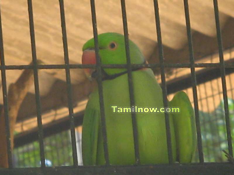 Parrot