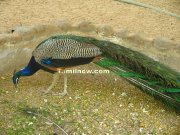 Peacock photo 1