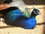Peacock photo 3