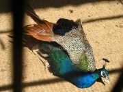 Peacock photo 5