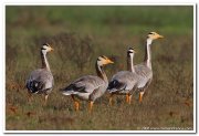 Bar headed goose