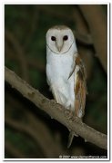 Barn owl