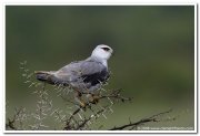 Black shouldered kite