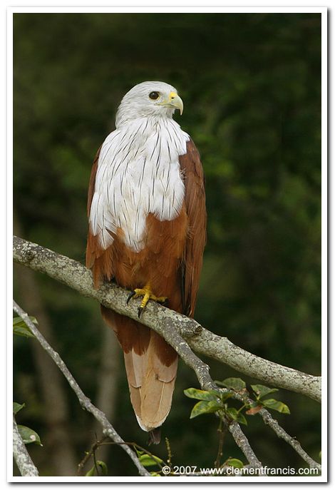 Brahminy kite