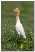 Cattle egret