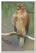 Common buzzard