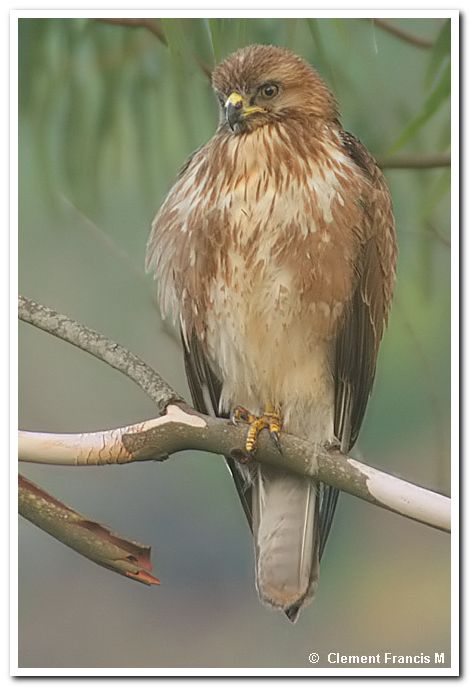 Common buzzard