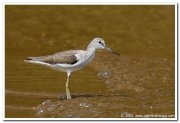 Common greenshank