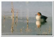 Common teal