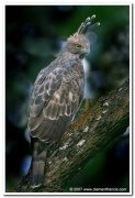 Crested hawk eagle