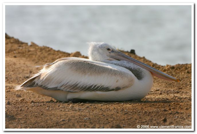 Dalmatian pelican 1