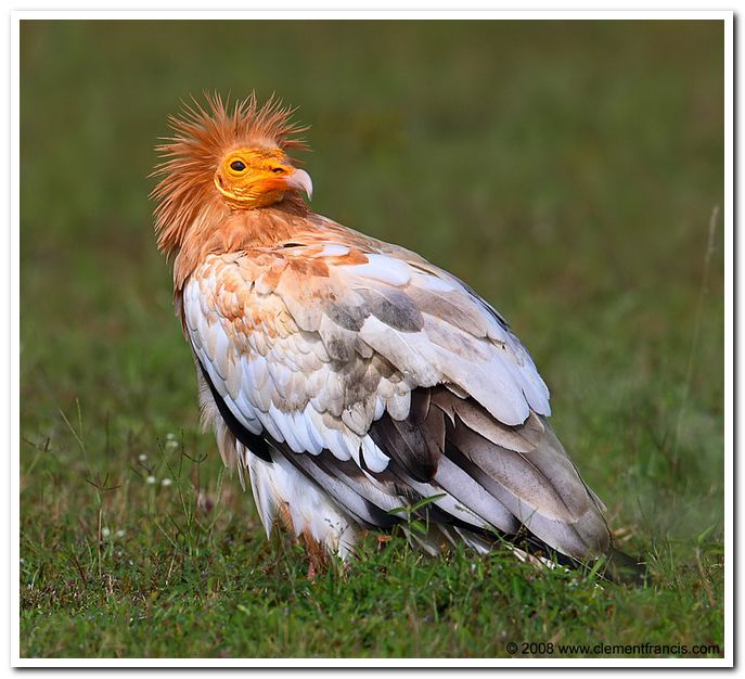 Egyptian vulture