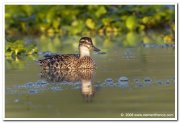 Garganey