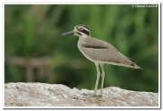 Great thick knee