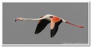 Greater flamingo