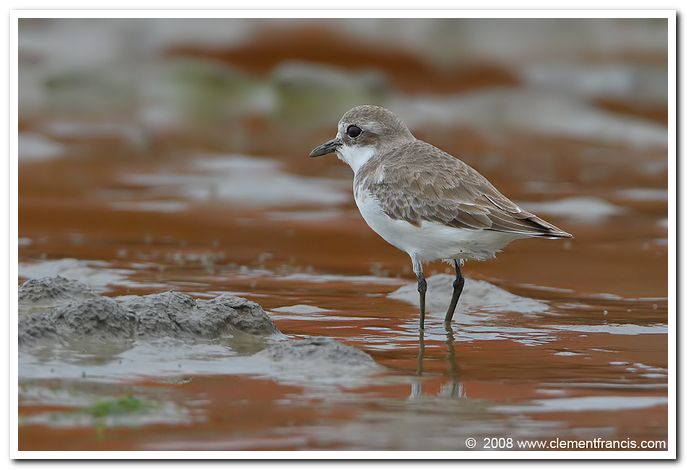 Greater sand plover