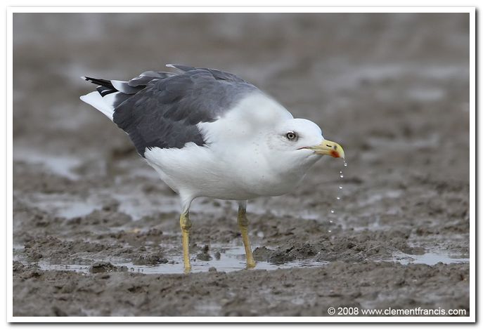 Heuglins gull 2