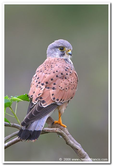 Kestrel