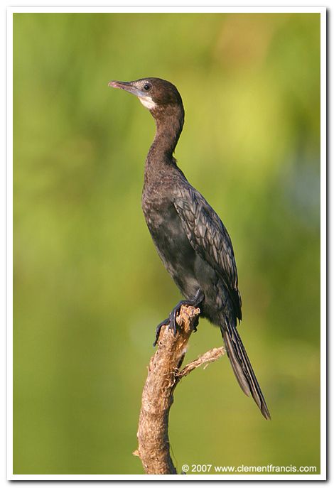 Little cormorant