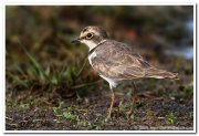 Little ringed plover