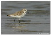 Little stint