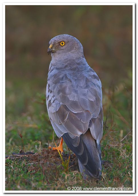 Montagus harrier